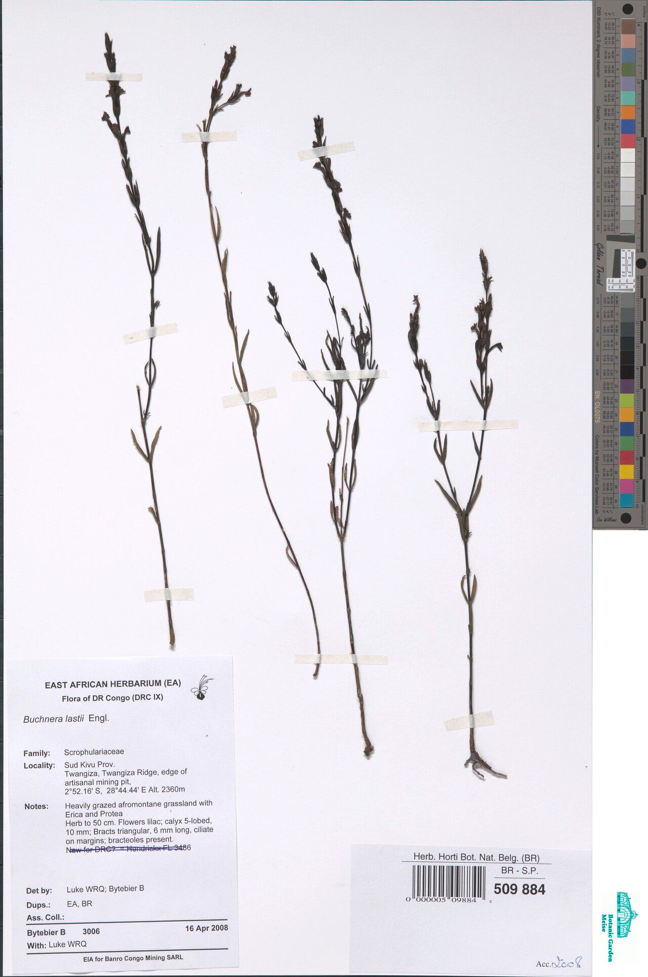 Buchnera lastii — houseplant care guide