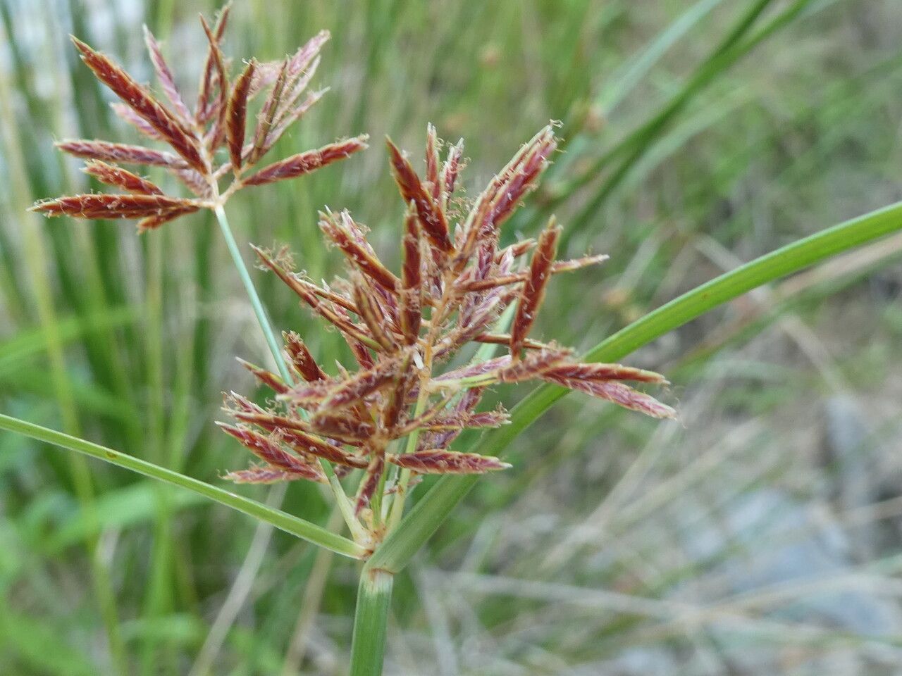 Cyperus longus flower