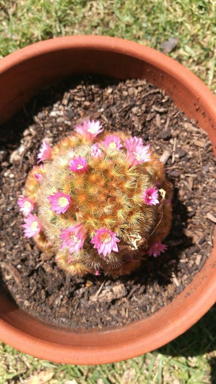 Mammillaria carmeniae flower