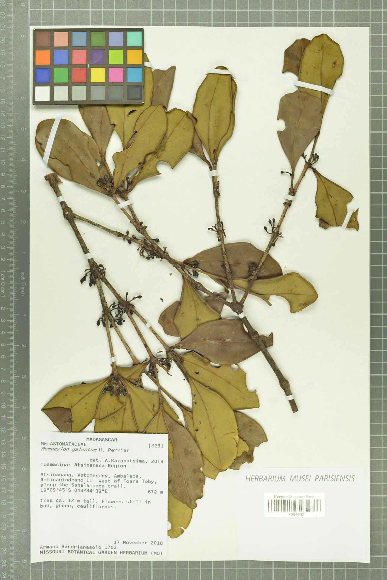 Memecylon galeatum — houseplant care guide