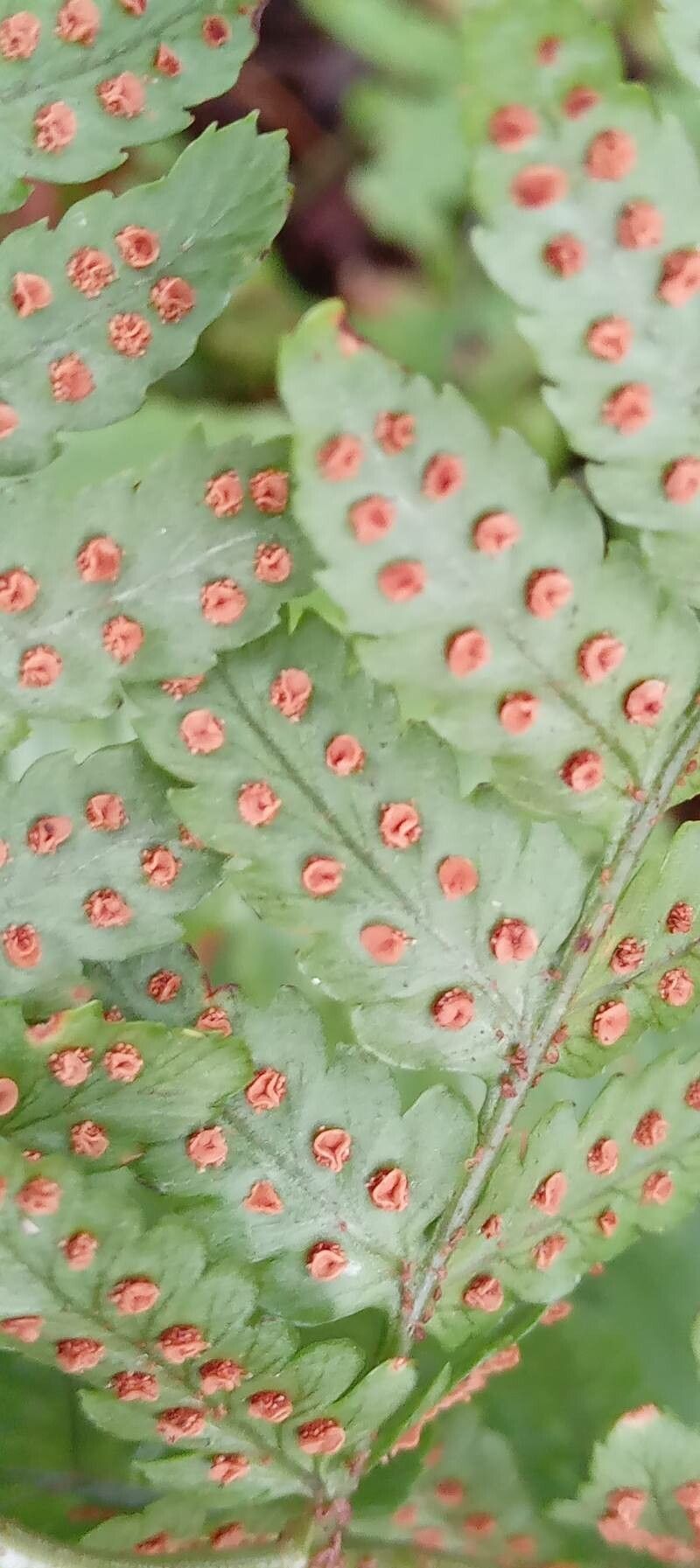 Dryopteris erythrosora fruit
