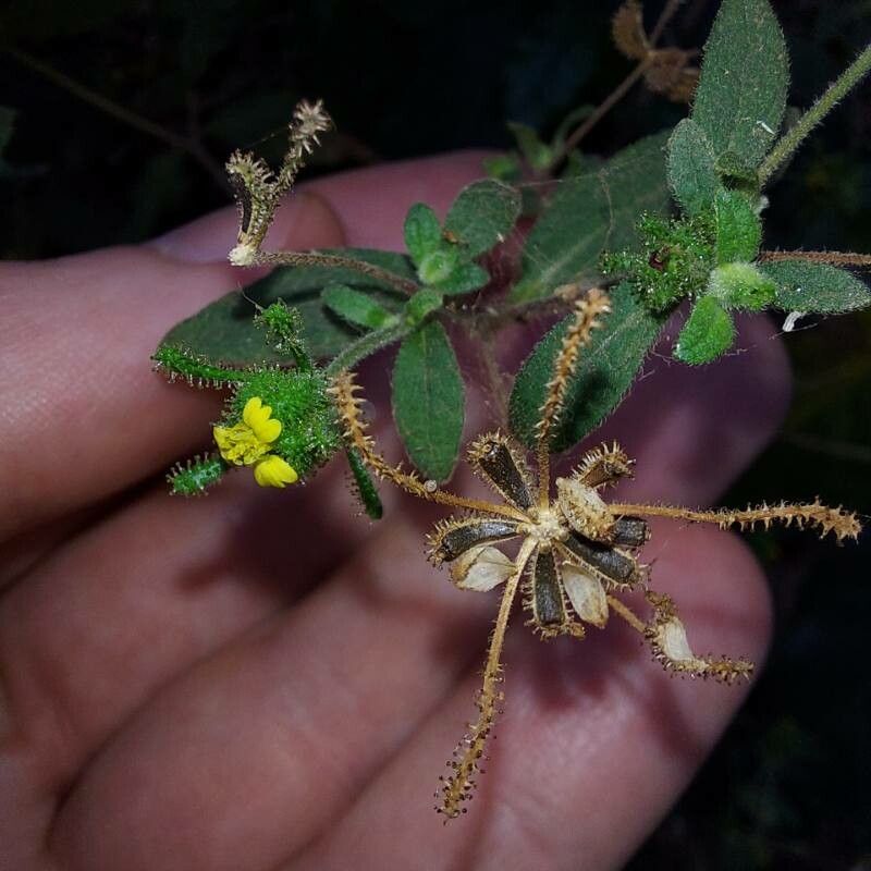 Sigesbeckia orientalis fruit