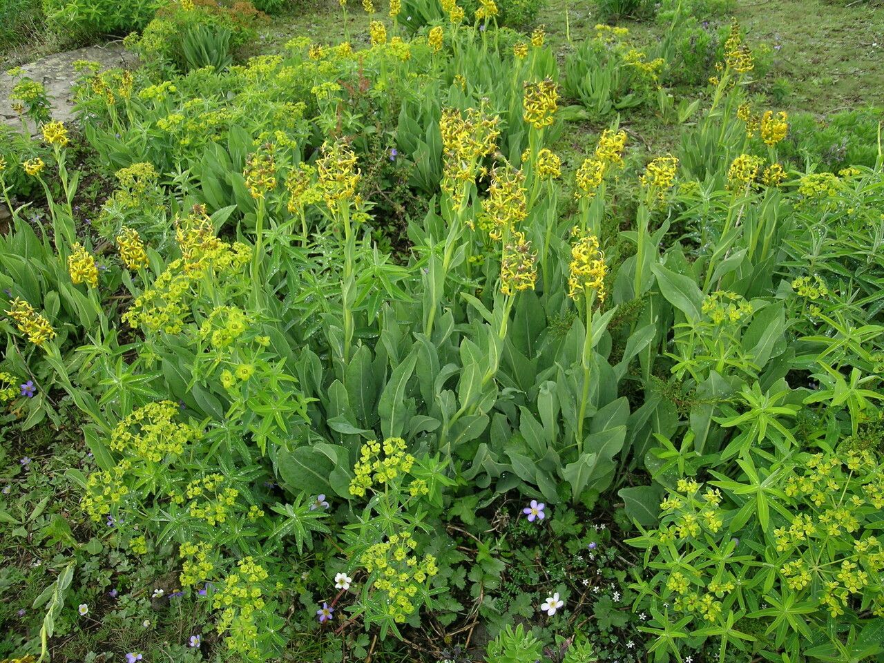 Ligularia virgaurea habit