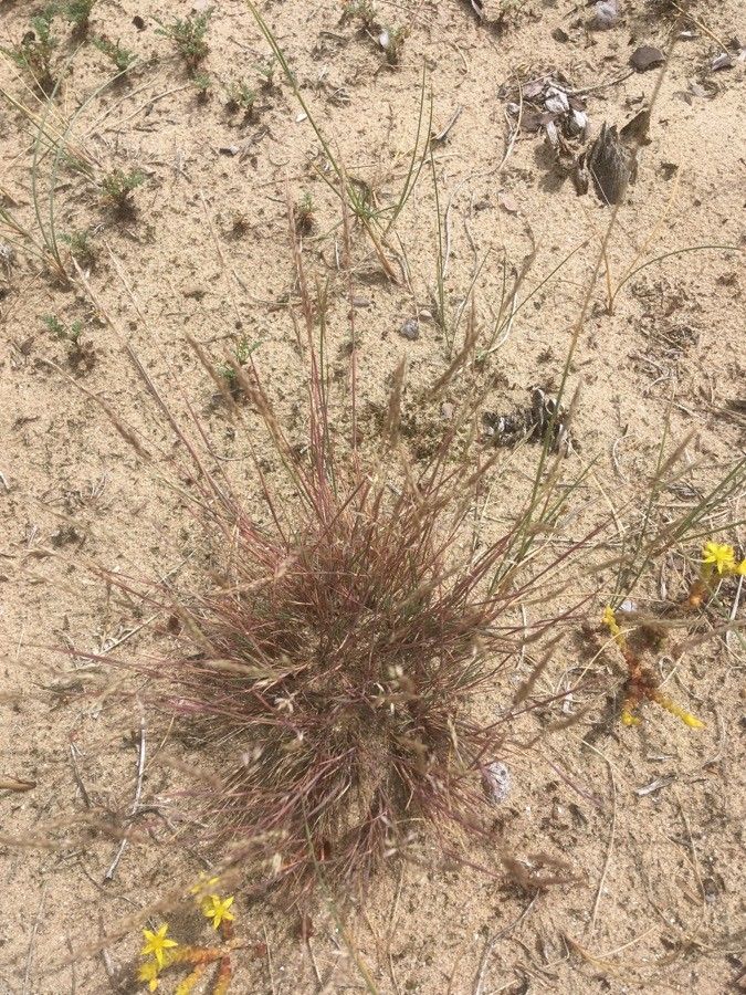 Cutandia maritima — houseplant care guide