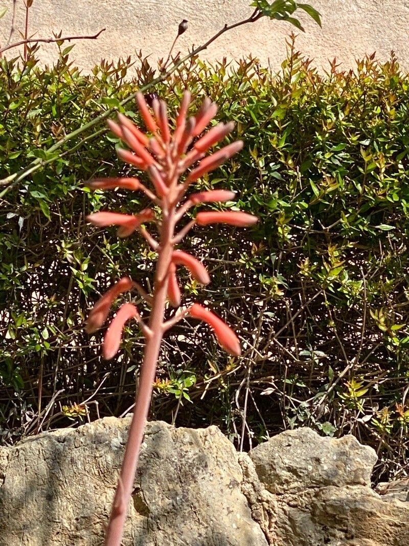 Aloe grandidentata flower