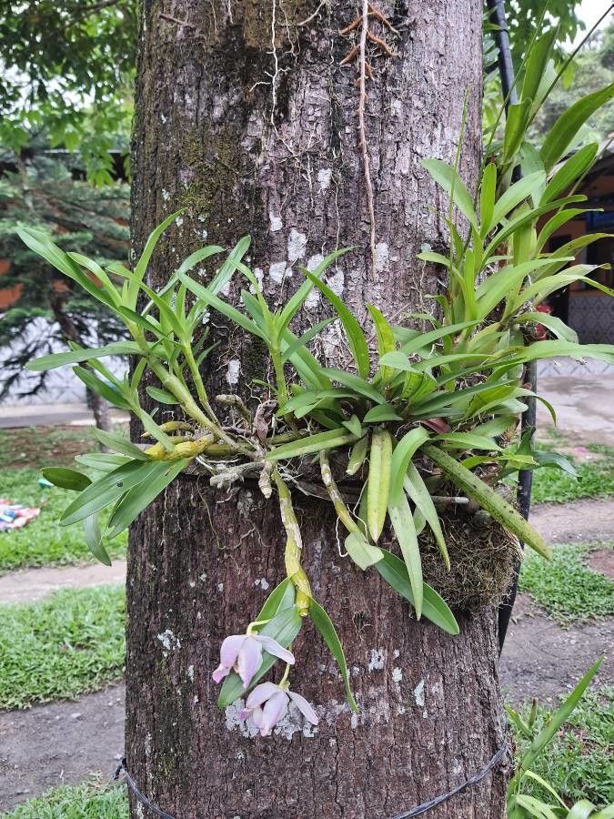 Dimerandra emarginata — houseplant care guide