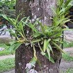 Dimerandra emarginata