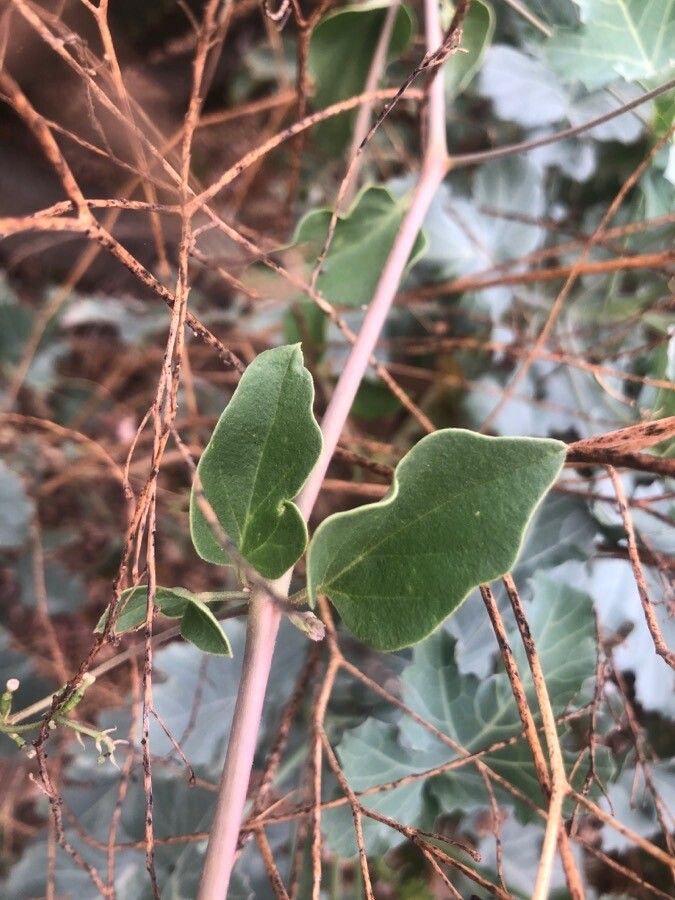 Boerhavia diffusa — search result for 'Nyctaginaceae'