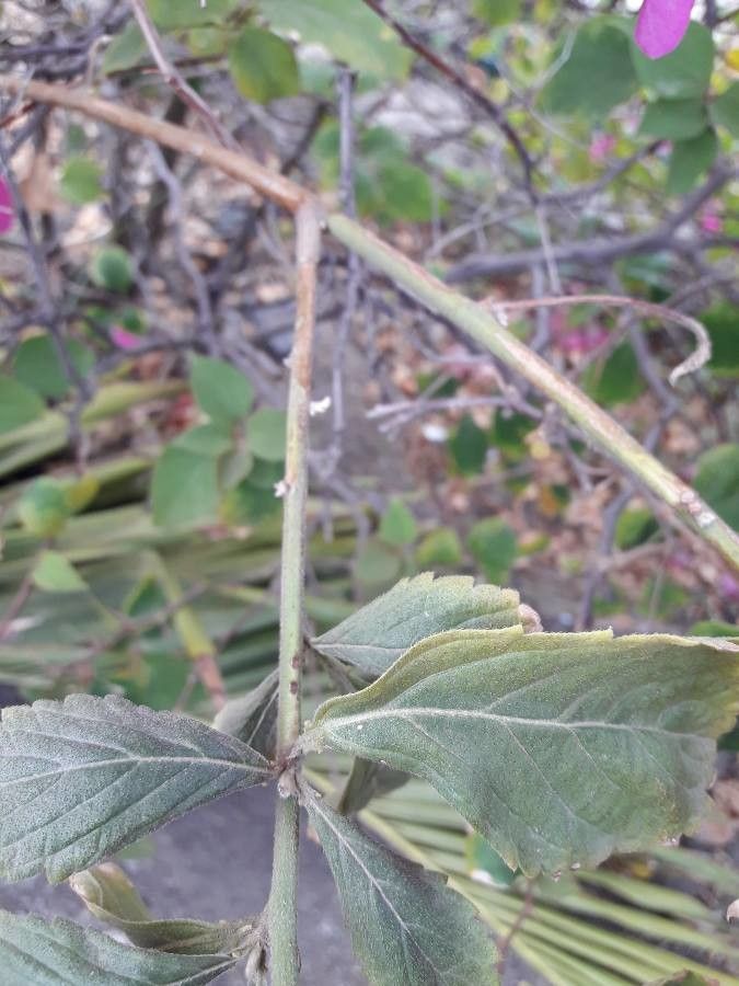 Turnera subulata bark