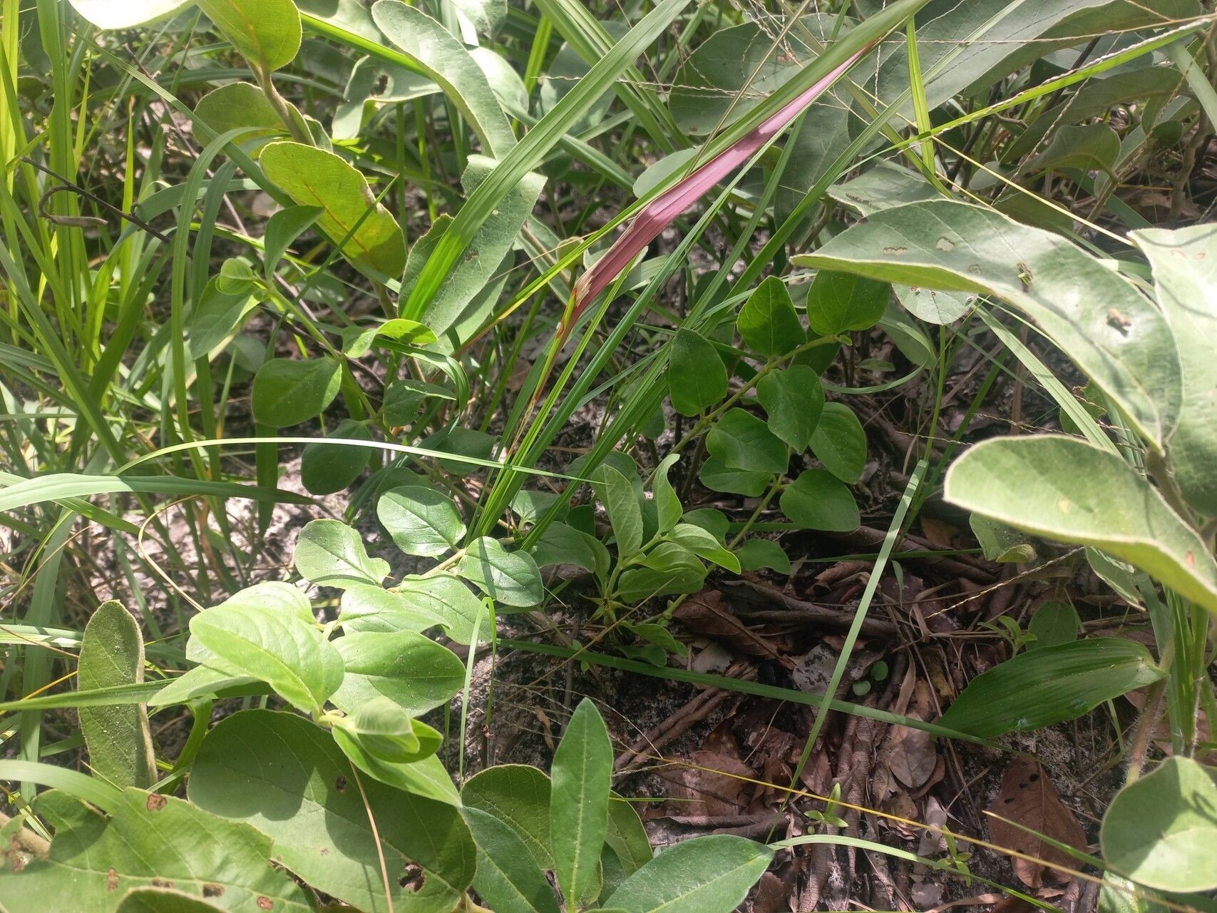 Ceropegia tavalla habit