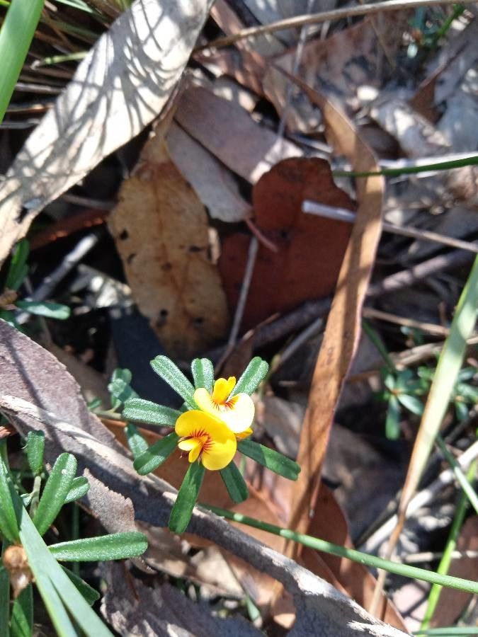 Pultenaea linophylla — houseplant care guide