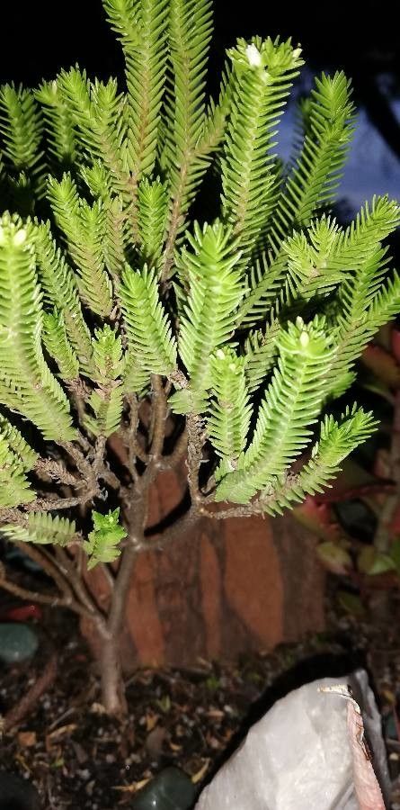 Crassula ericoides leaf