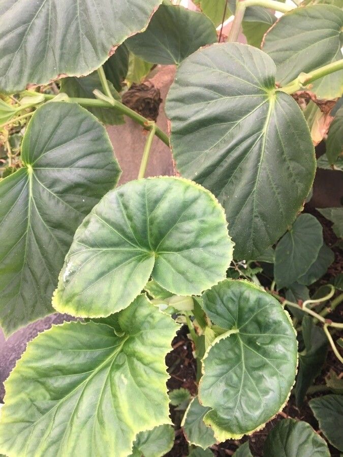 Begonia sylvatica — houseplant care guide