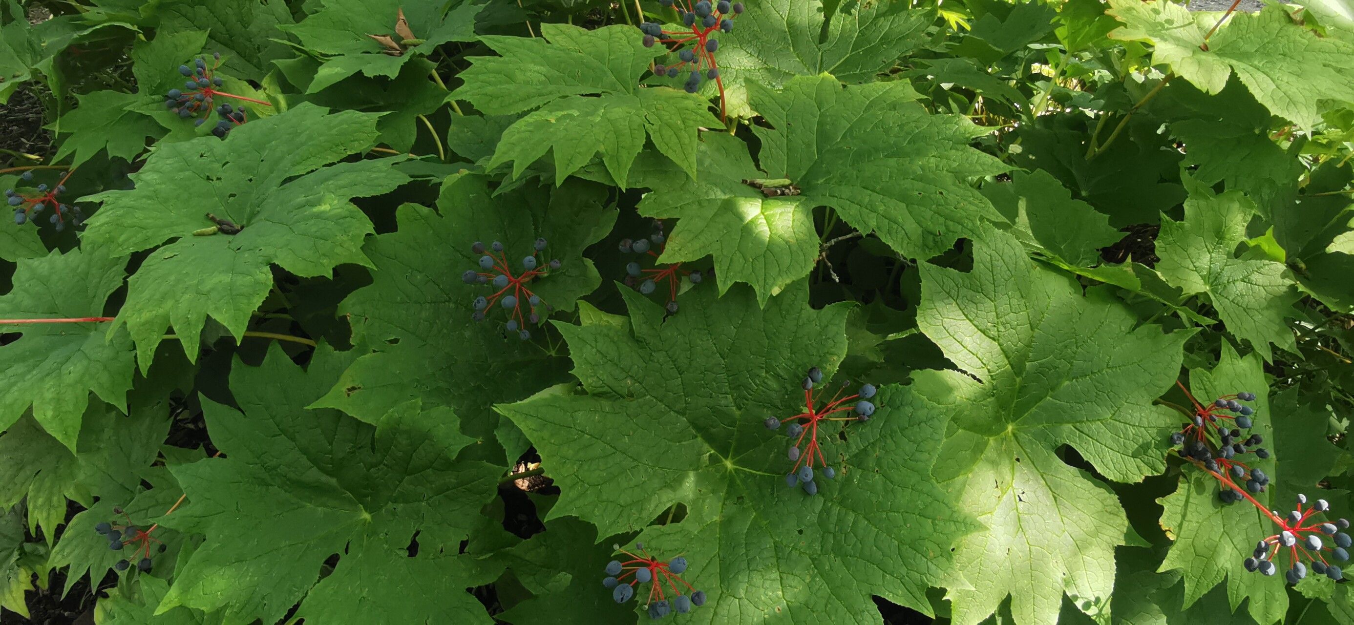 Podophyllum cymosum leaf