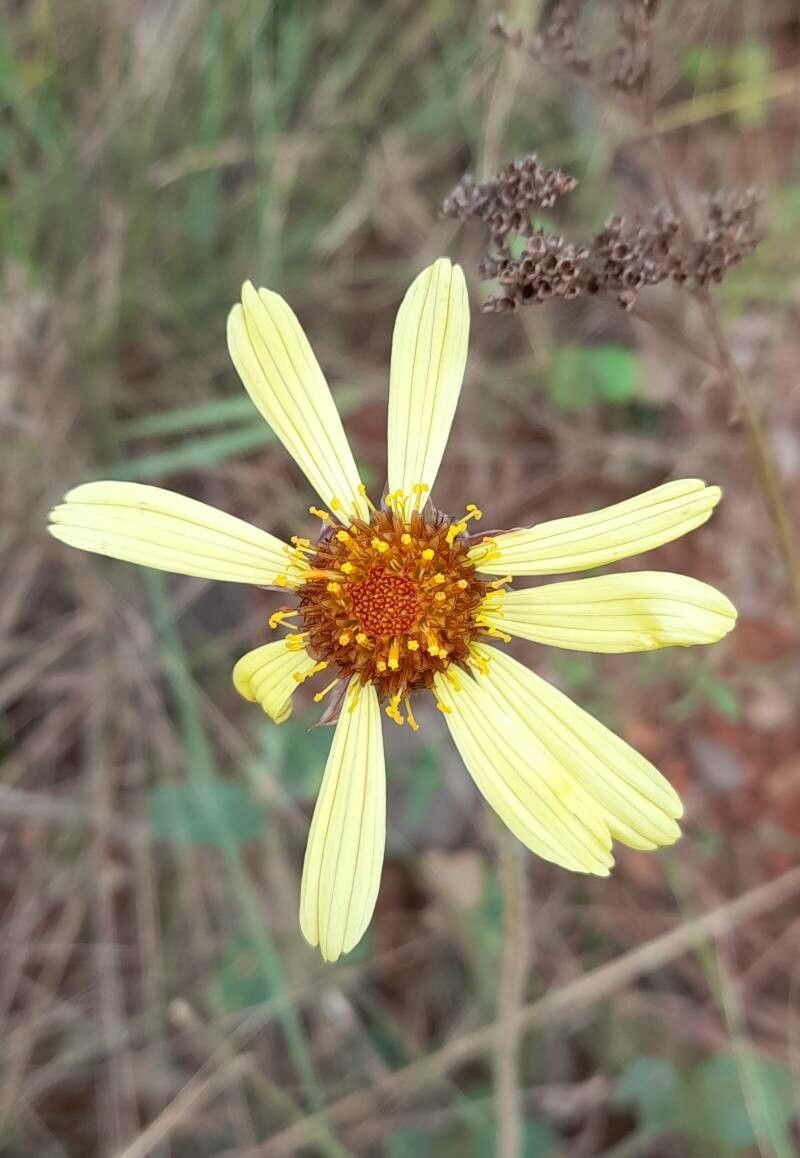 Calea uniflora flower