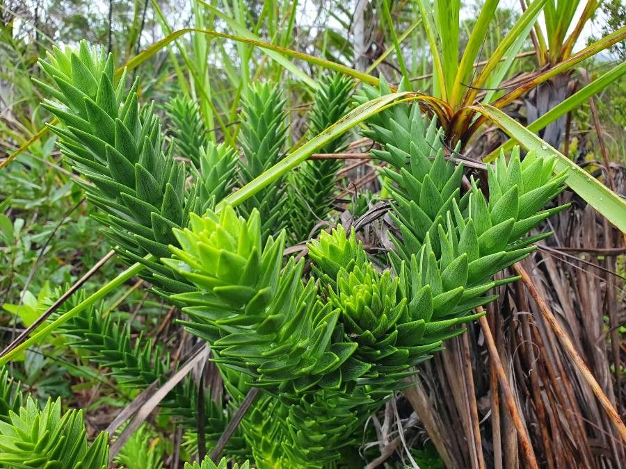 Araucaria muelleri — search result for 'Araucaria'