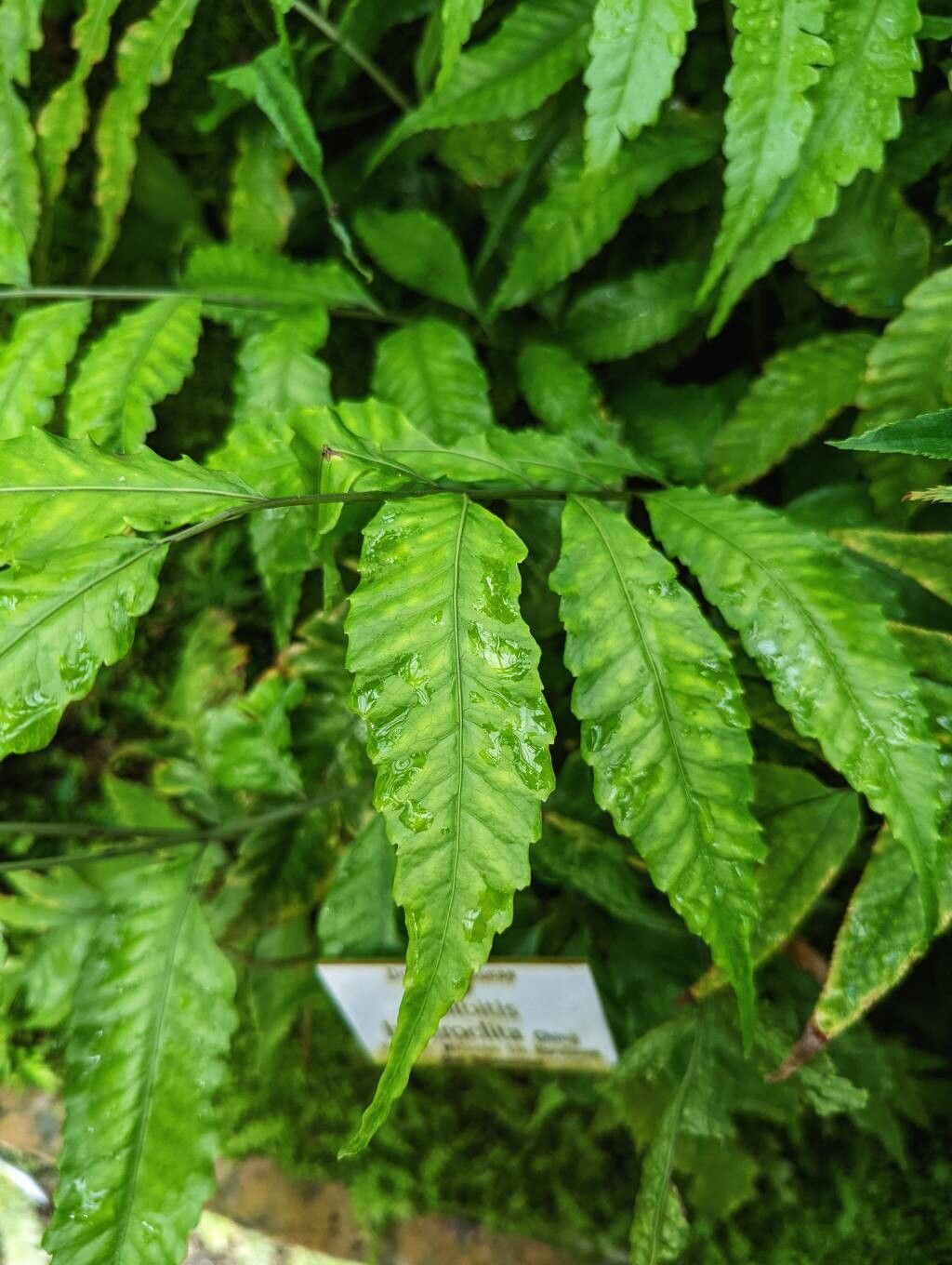 Bolbitis heteroclita leaf