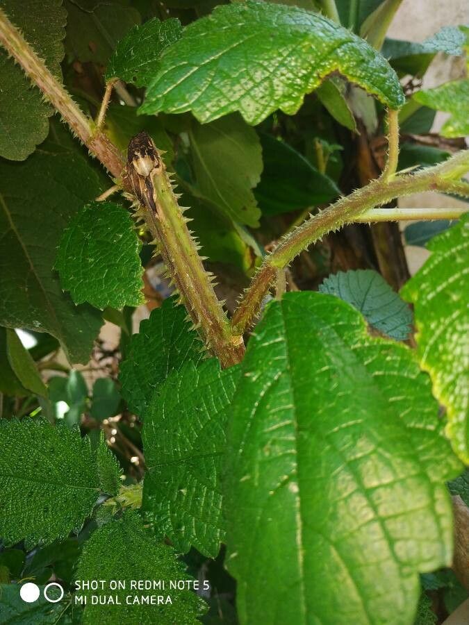 Urtica massaica bark