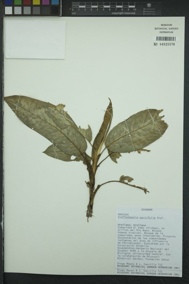 Dieffenbachia parvifolia — houseplant care guide