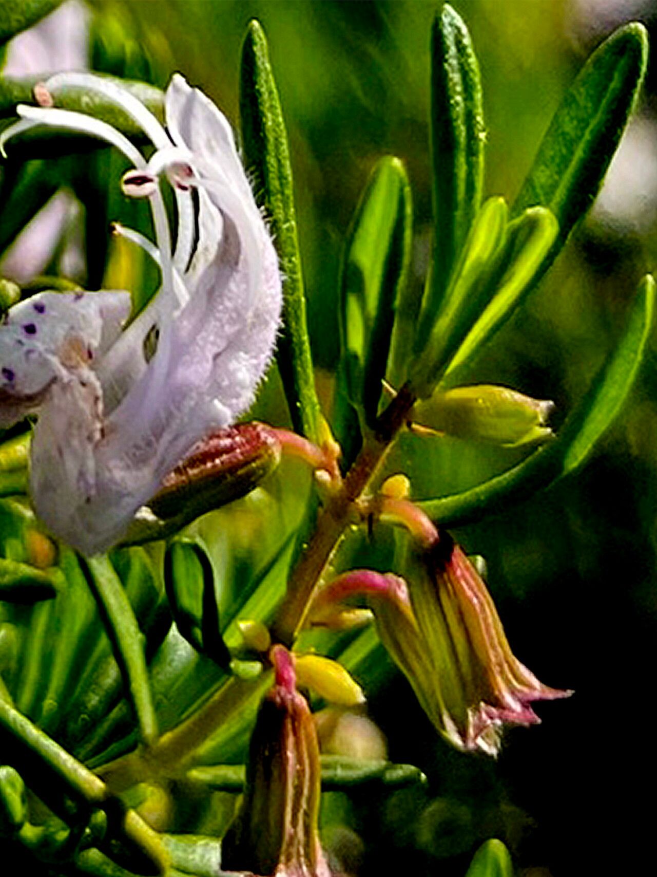 Conradina glabra — related species from the same genus