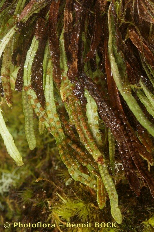 Ceradenia jungermannioides other