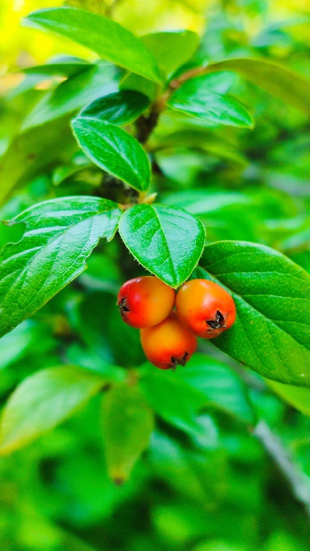 Cotoneaster vandelaarii fruit