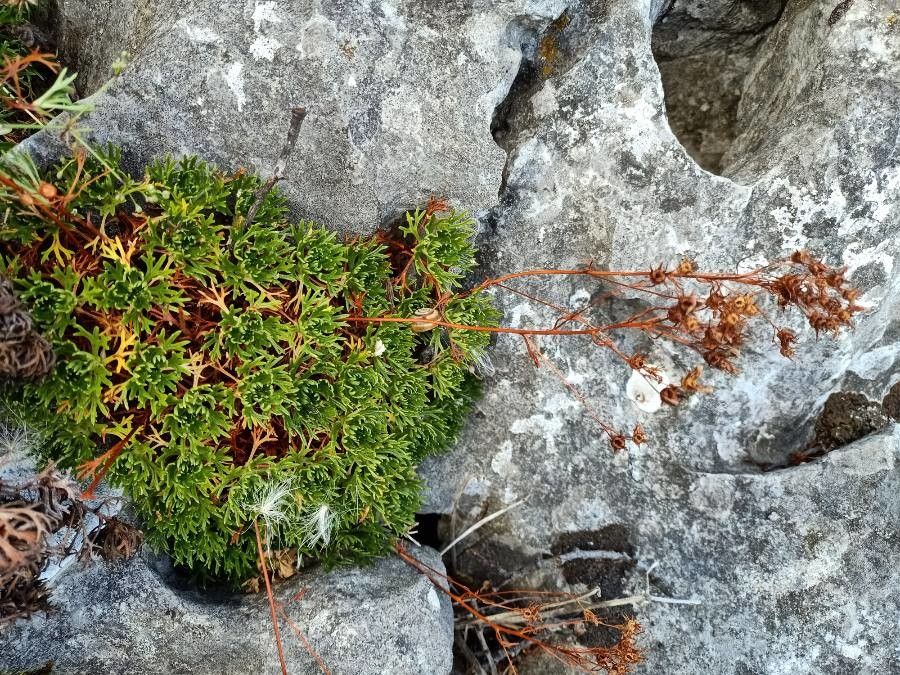 Saxifraga pentadactylis habit