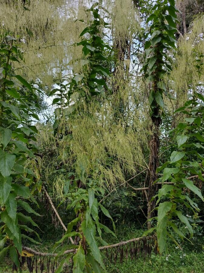 Calomeria amaranthoides habit