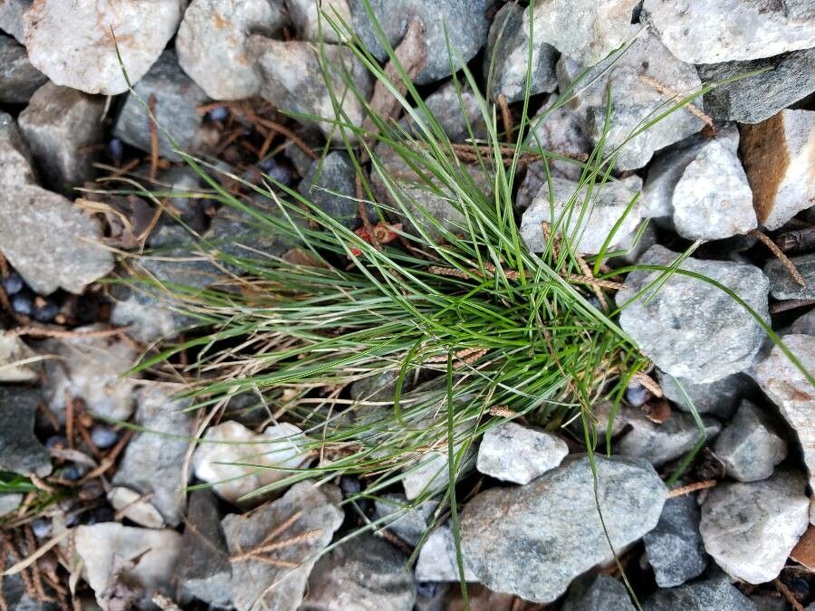 Festuca heterophylla — search result for 'Festuca'