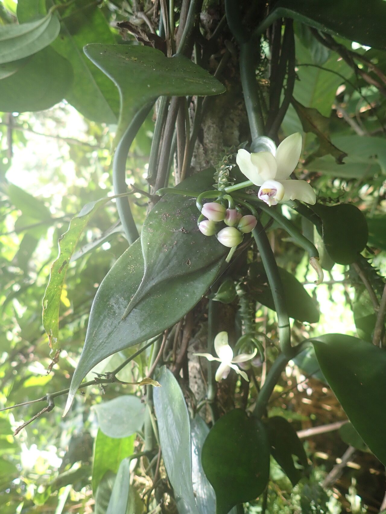 Vanilla hallei habit