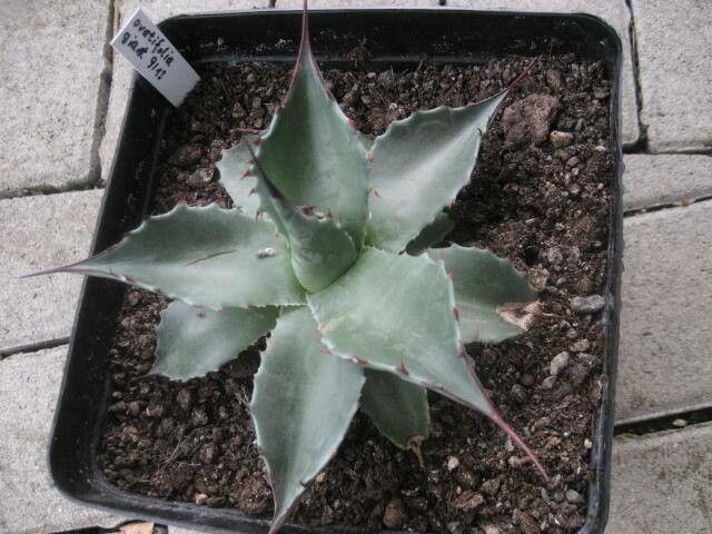 Agave ovatifolia bark