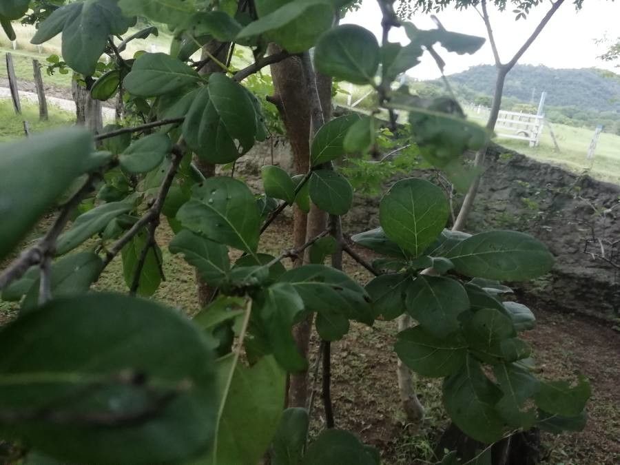 Bourreria quirosii leaf