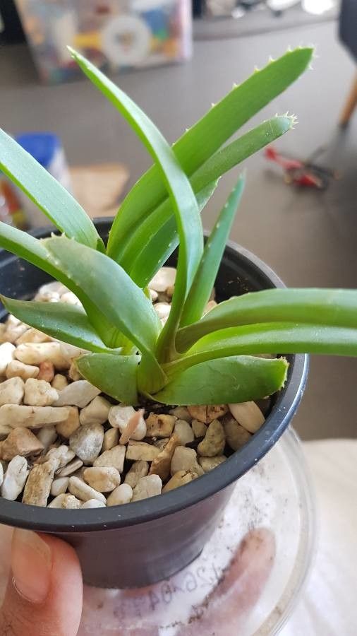 Cheiridopsis rostrata leaf