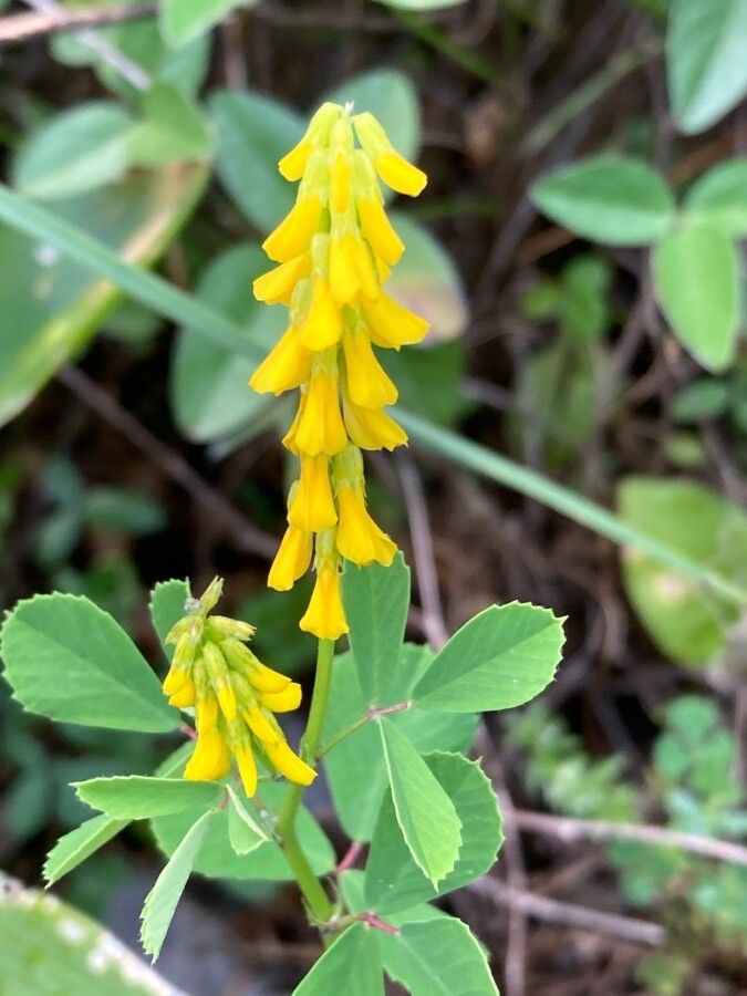Melilotus italicus flower