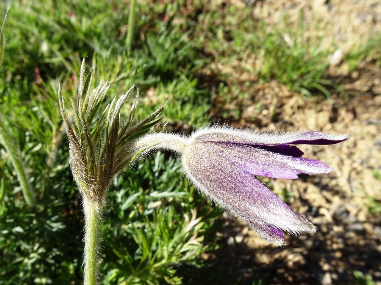 Anemone pulsatilla flower