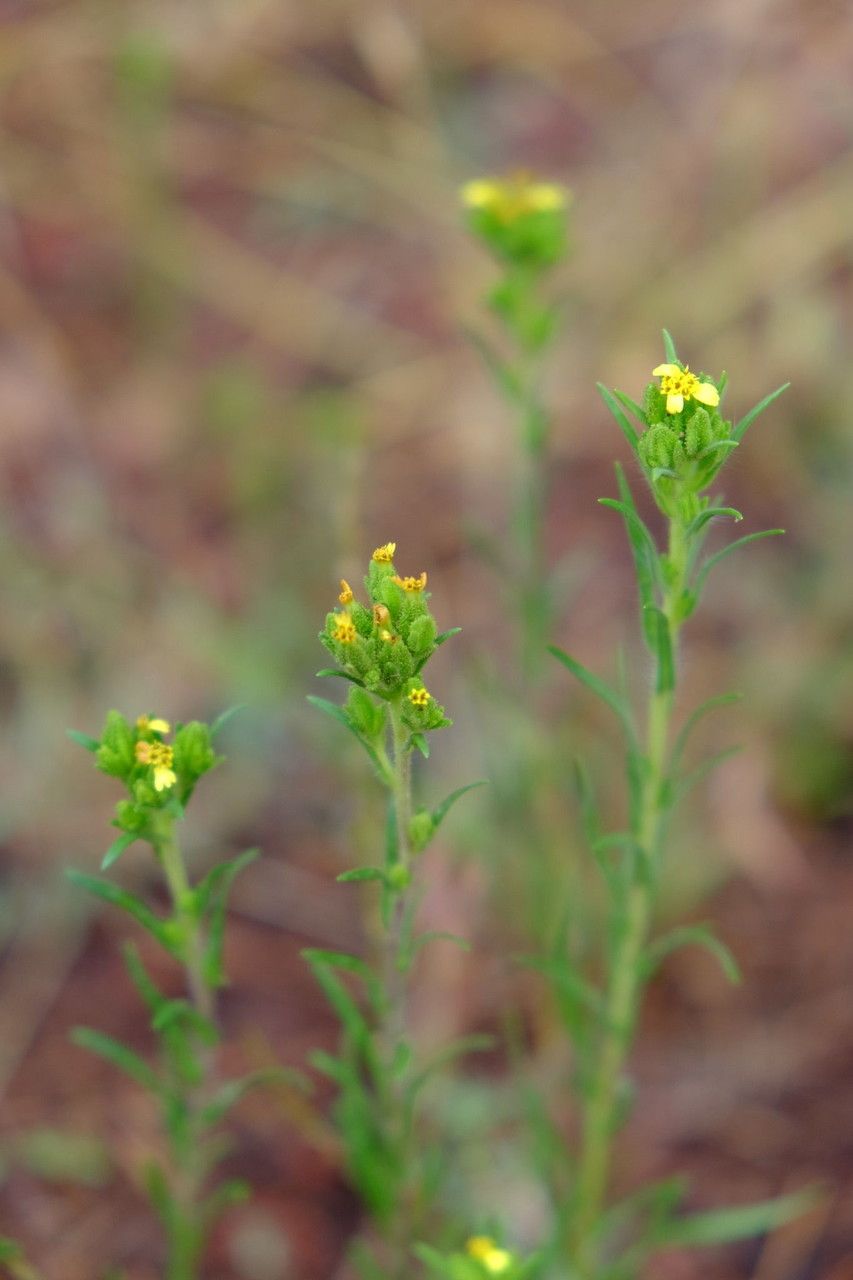 Madia glomerata habit