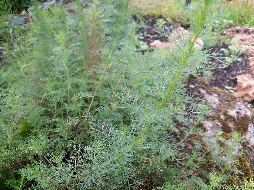 Artemisia chamaemelifolia — search result for 'Artemisia'