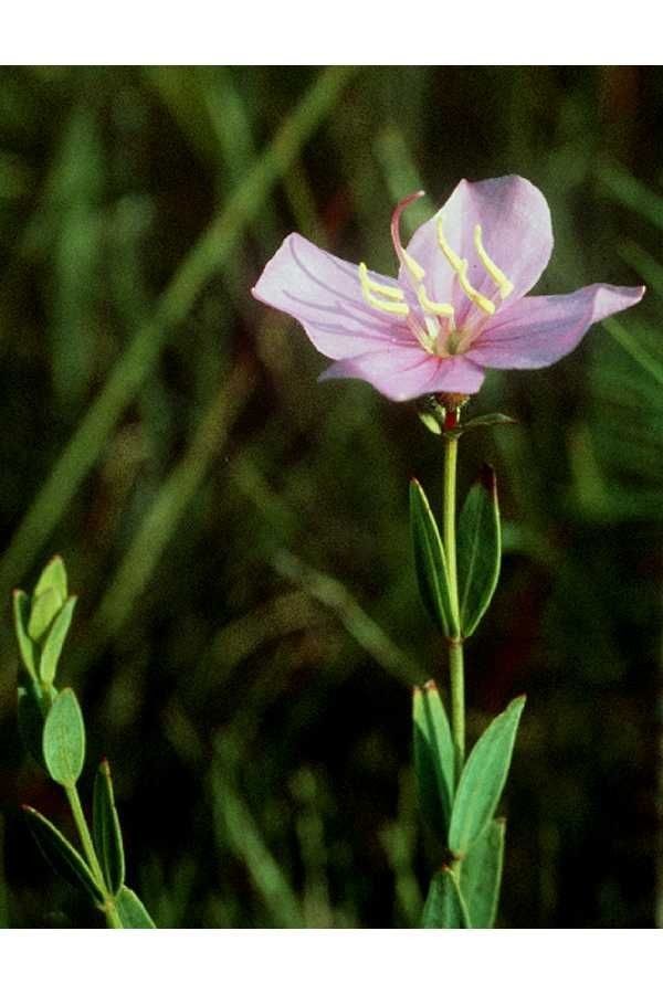 Rhexia alifanus habit