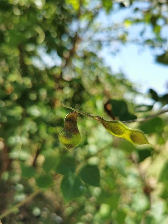 Rhynchosia precatoria fruit