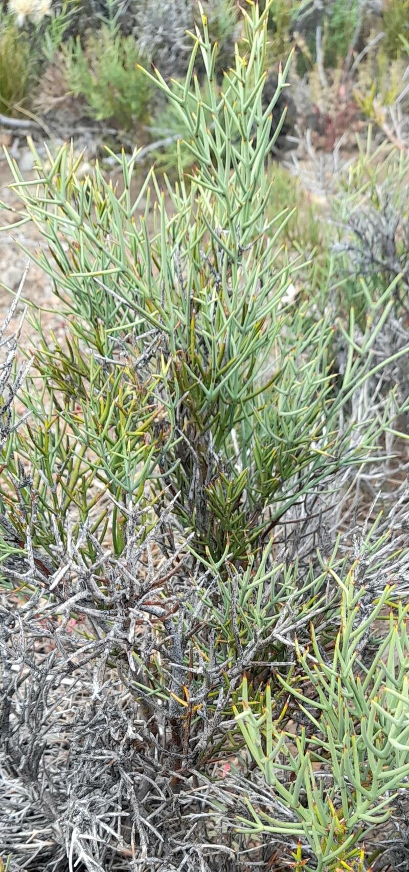 Retanilla patagonica habit