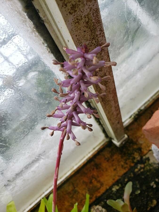 Aechmea cylindrata flower