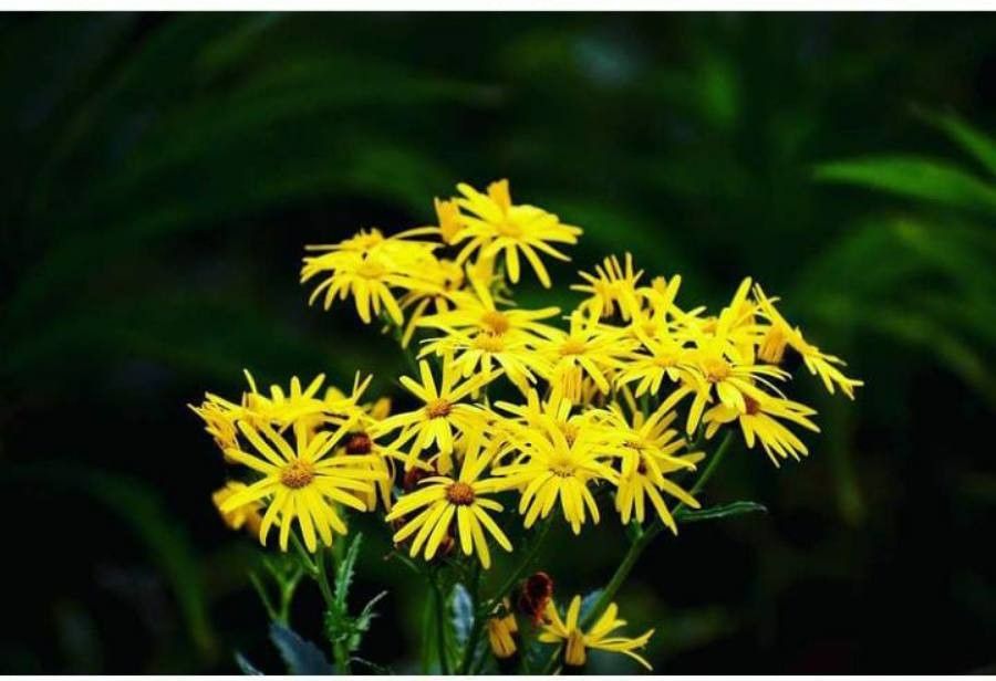 Senecio brasiliensis flower