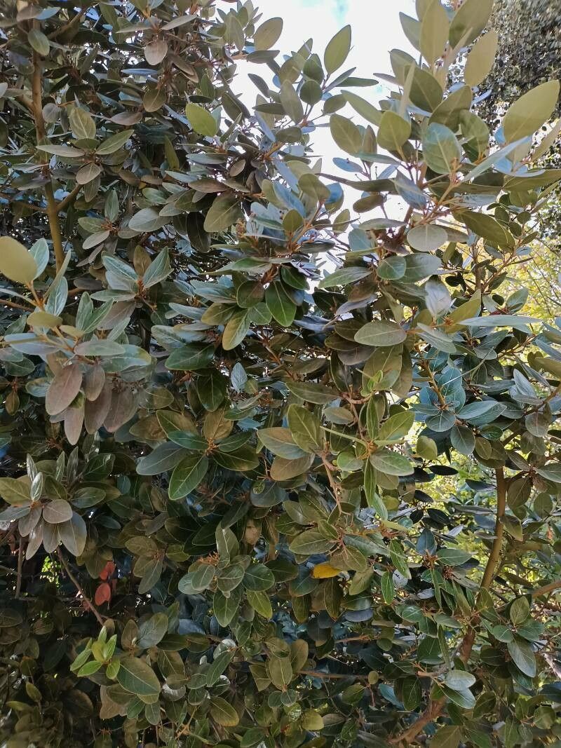 Beilschmiedia berteroana leaf