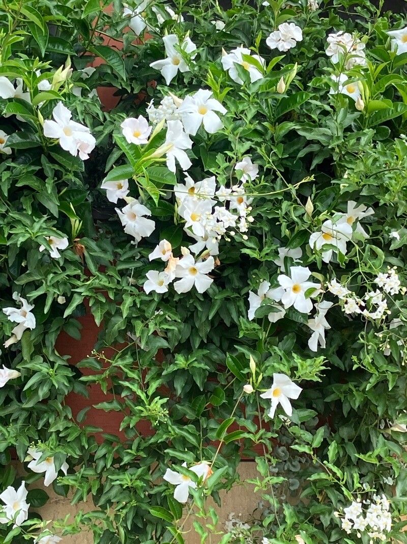 Mandevilla brachysiphon