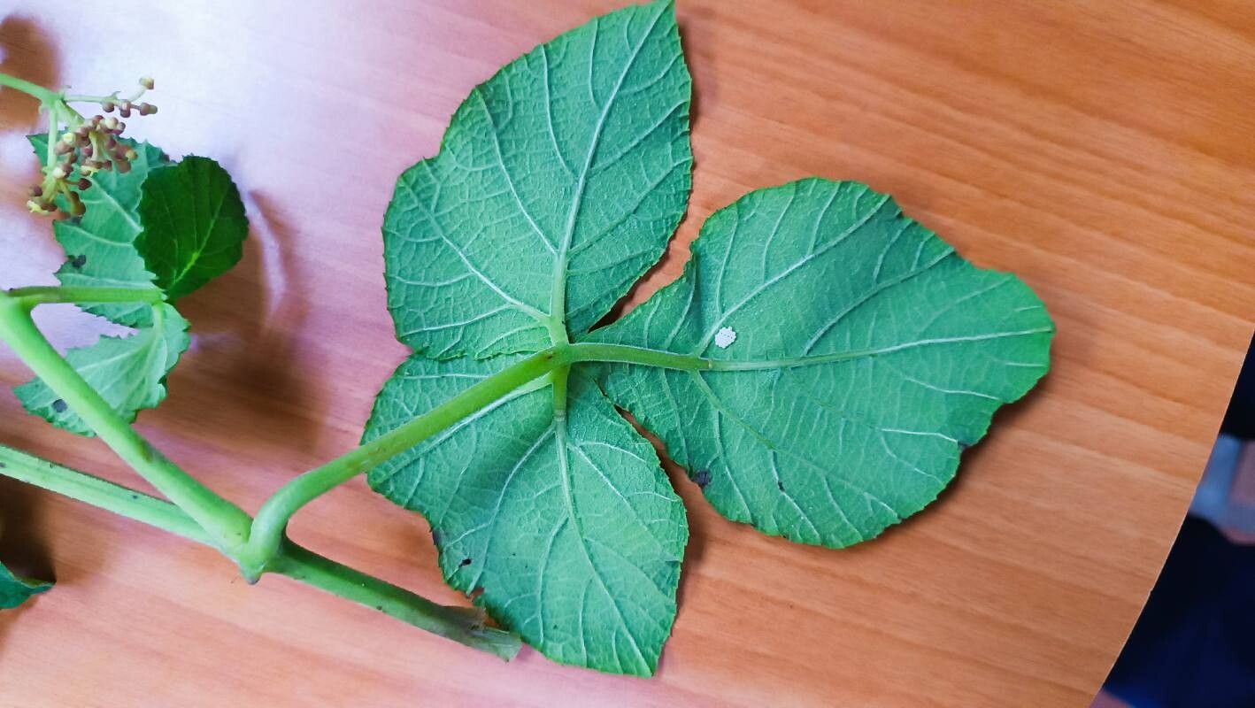 Cissus microcarpa — houseplant care guide