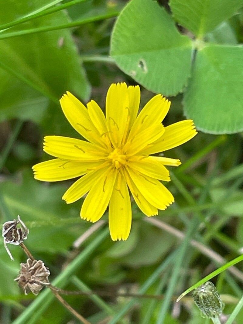 Leontodon saxatilis flower