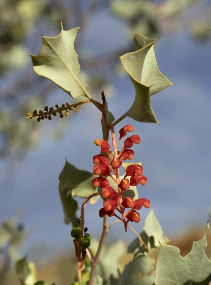 Grevillea wickhamii flower