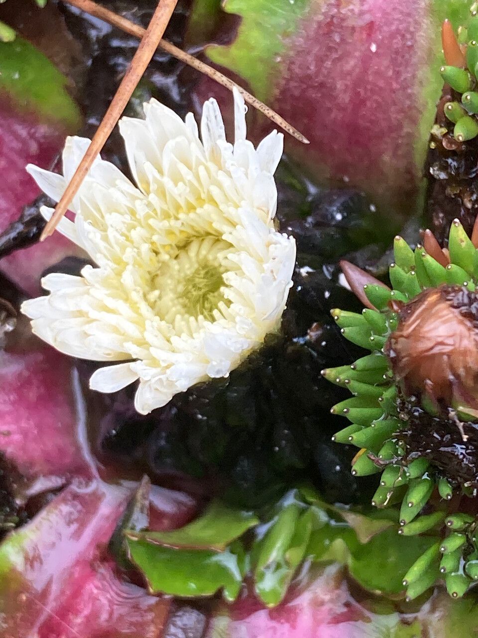 Hypochaeris sessiliflora flower