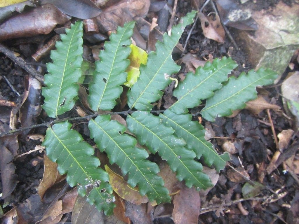 Elattostachys incisa — related species from the same genus