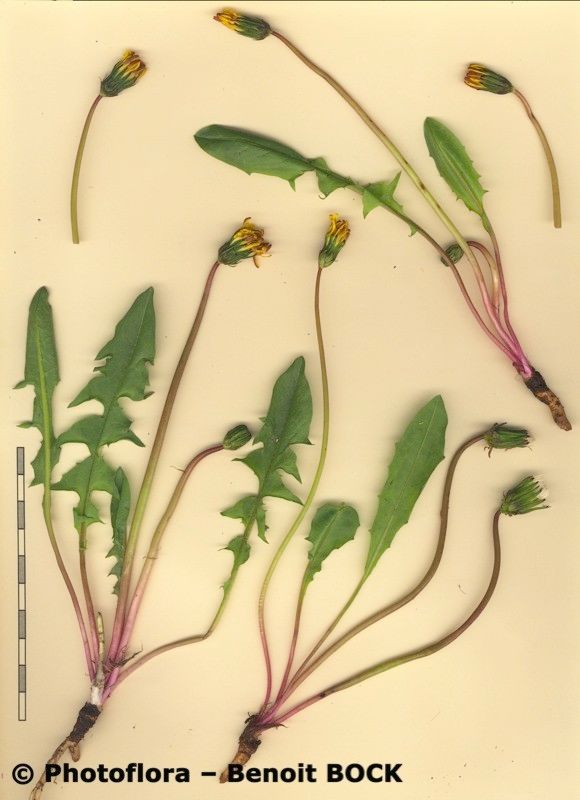 Taraxacum schroeterianum other